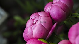 自然,花,植物區(qū)系