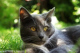 猫,草,夏天