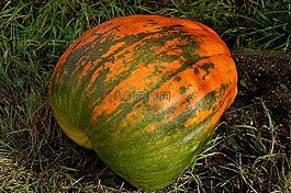 食品,南瓜,蔬菜
