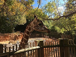 長頸鹿,動物園,動物