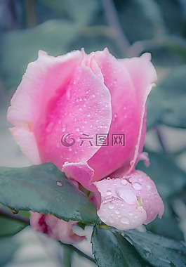 玫瑰,粉色,水