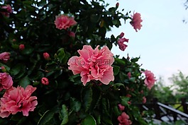 花,映山紅,粉紅