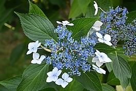 绣球蓝色的,蓝色的花,开花