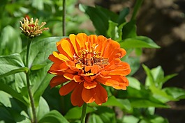 橙色的花,花園,地塊