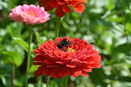 花,紅色,性質(zhì)