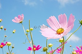 鮮花,大自然,植物
