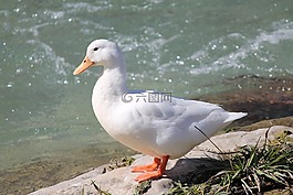 鴨,河,鳥
