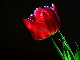 郁金香,tulpenbluete,开花