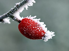 性質(zhì),冬天,戶(hù)外
