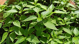 葉,植物區(qū)系,自然