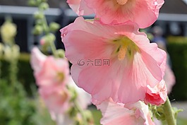 蜀葵,粉色,花卉