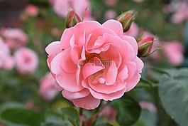 ros,玫瑰,花卉