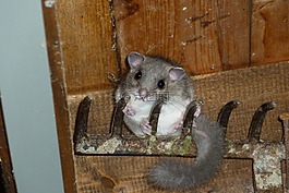 食用榛,花園,嚙齒動物