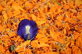 對比,鮮花,鮮艷的顏色