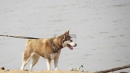 狗,動(dòng)物,海灘