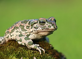 青蛙,蟾蜍,moss