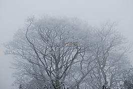 树,雾,霜