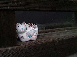 日本,寺,貓