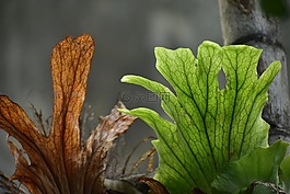 蕨類植物葉子,干葉,新葉