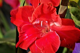 唐菖蒲,gladidus,蝴蝶温室
