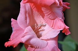 唐菖蒲,gladidus,蝴蝶温室