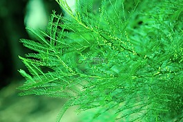 樹,蕨類植物,綠色