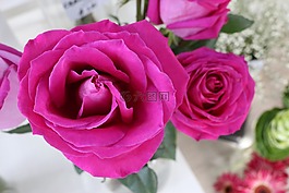 玫瑰,花,花的