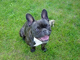 狗,法國斗牛犬,寵物