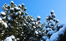 雪,藍藍的天空,樹木