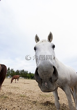 馬,動物,馬頭