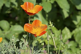 罌粟,花,芽