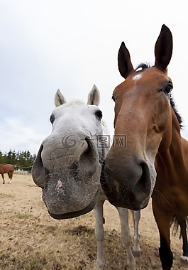 馬,動物,馬頭