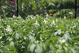 開(kāi)花,馬鈴薯,馬鈴薯田