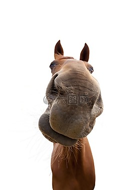 馬,動物,馬頭