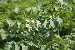 開(kāi)花,馬鈴薯,馬鈴薯田