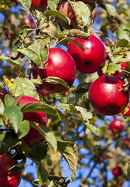蘋(píng)果,蘋(píng)果樹(shù),紅色