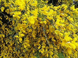 黃色,植物,性質(zhì)