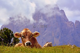 牛,白云岩,休息