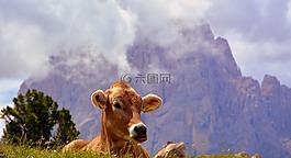 牛,白云岩,休息