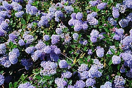 鮮花,植物區(qū)系,花壇