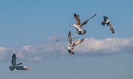 飛行,鳥,翼