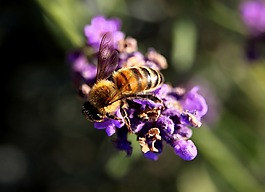 蜜蜂,薰衣草,花粉