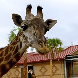 長(zhǎng)頸鹿,動(dòng)物園,動(dòng)物