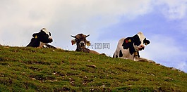 牛,牧场,休息