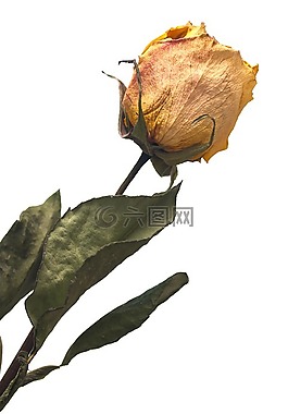 黃色,玫瑰,褪色的