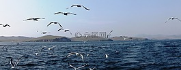 海鷗,水,鳥