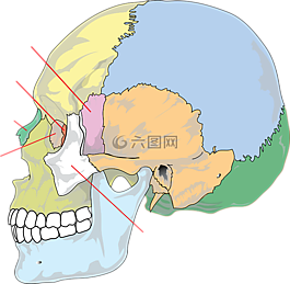 關(guān)系圖,頭骨,教育
