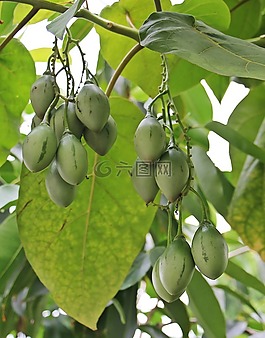 樹(shù)上的水果,樹(shù),性質(zhì)