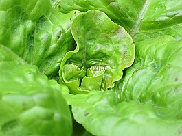 生菜,植物,綠色