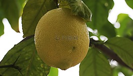 檸檬,柑橘類水果,檸檬樹(shù)
